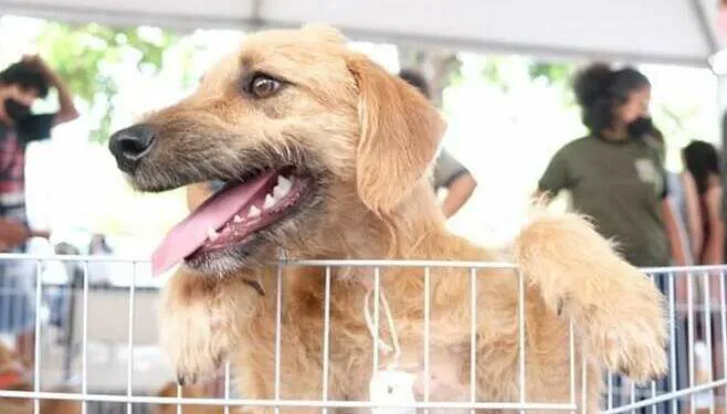 Prefeitura de Campo Grande lança programa de incentivo à adoção de animais com benefícios tributários