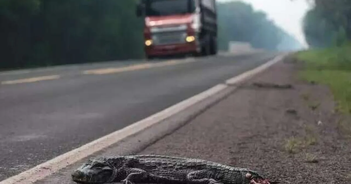 Cercas e Passagens de Fauna Reduzem Atropelamentos de Jacarés e Animais Silvestres em 70% nas Rodovias de MS