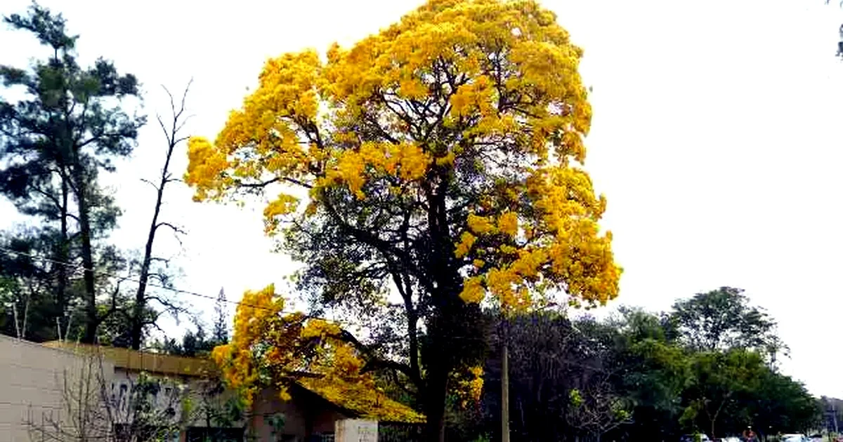 Florada de Ipê-Amarelo Forma Tapete Dourado e Atrai Olhares na Capital de MS