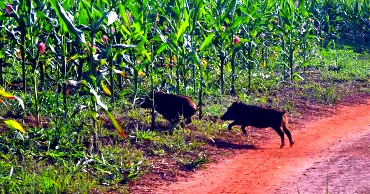 Javalis Invasores Causam Estragos em Lavouras de Milho Durante o Pico da Colheita de MS