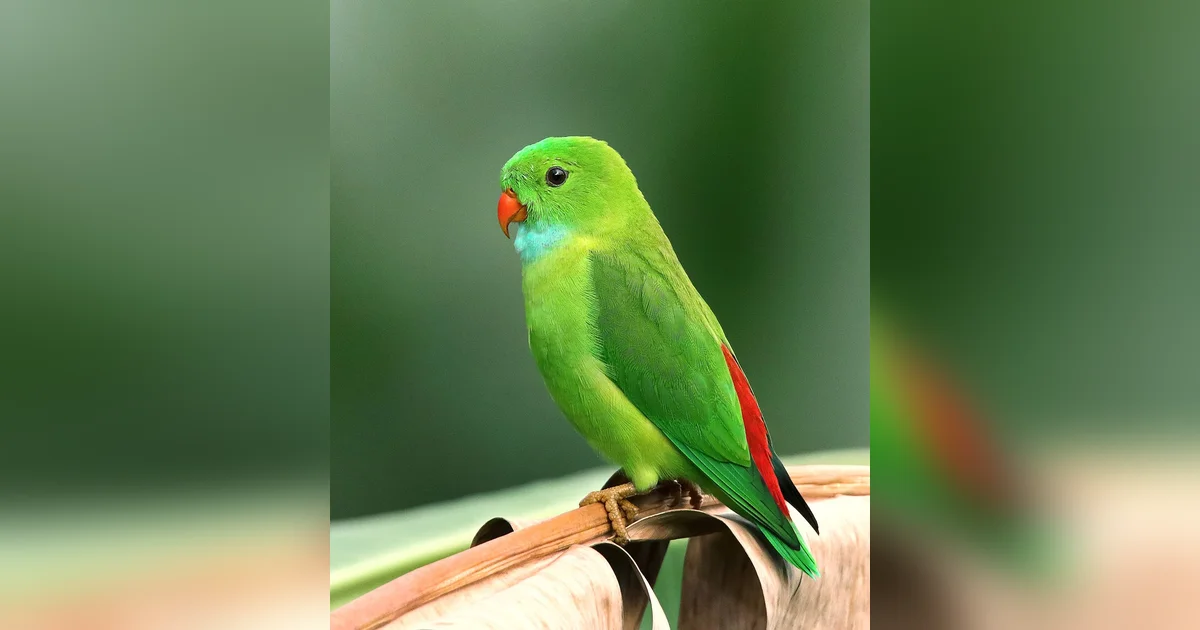 Levantamento nacional aponta MS na liderança da preservação ambiental com quase 500 araras-azuis registradas em 17 cidades