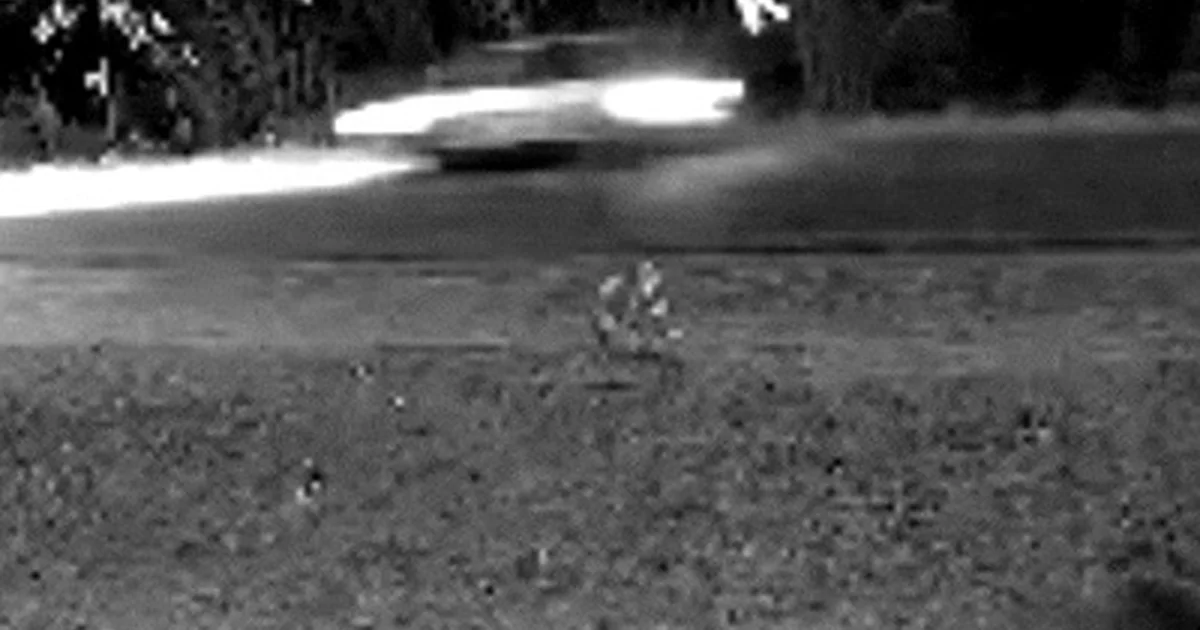 Monitoramento com Câmeras Trap e IA Rastreia Onças-Pintadas no Pantanal e Entorno Urbano de Corumbá em MS