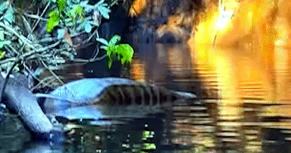 Pescadores Registram Sucuri Gigante de Barriga Cheia em Jardim e Imagem Viraliza no Ecoturismo de MS