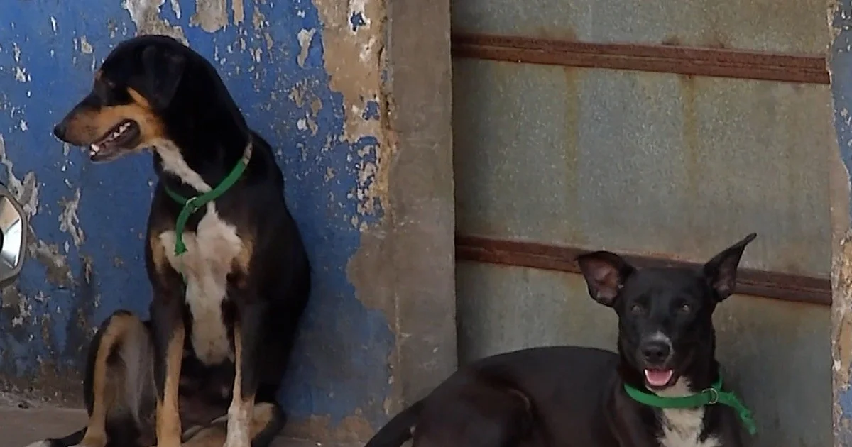 DPE-PA e Protetores Mobilizam Força-Tarefa Para Resgate e Vacinação de Animais de Indígenas Warao em Belém