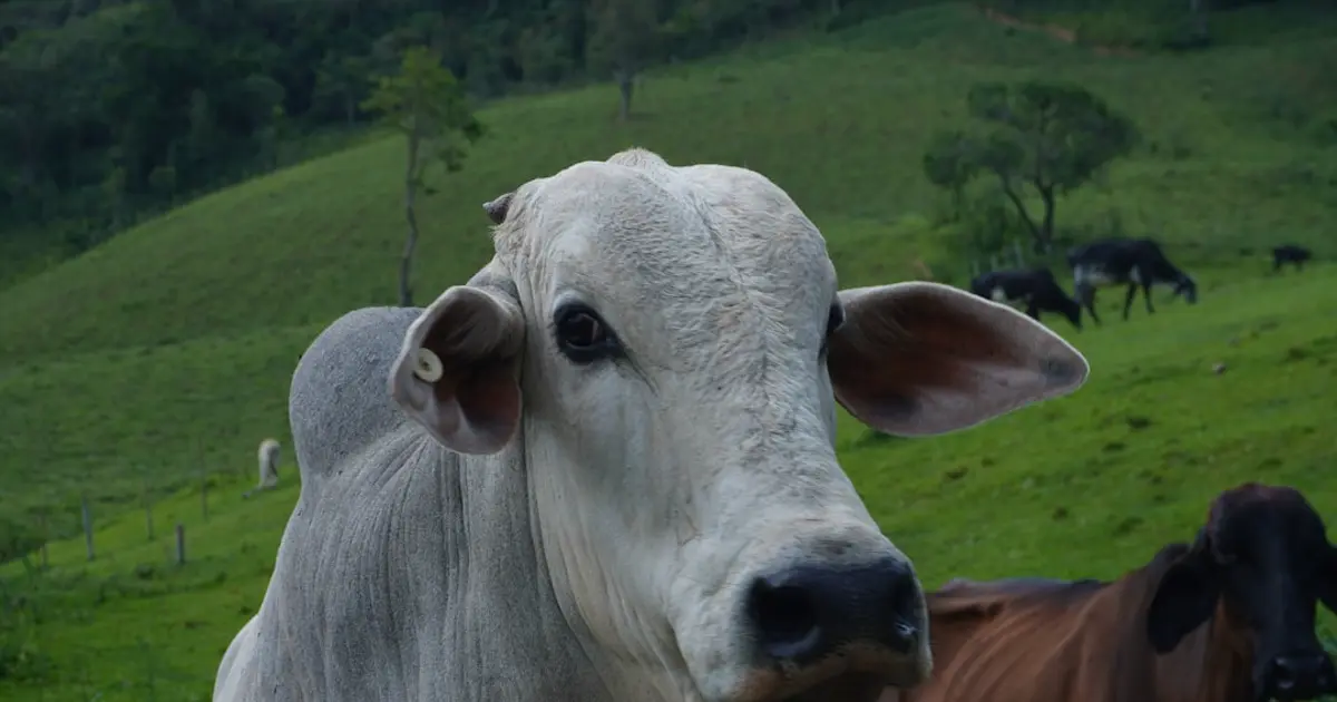 Flávio Bolsonaro confirma retorno a MS em maio para a 60ª Expoagro de Dourados