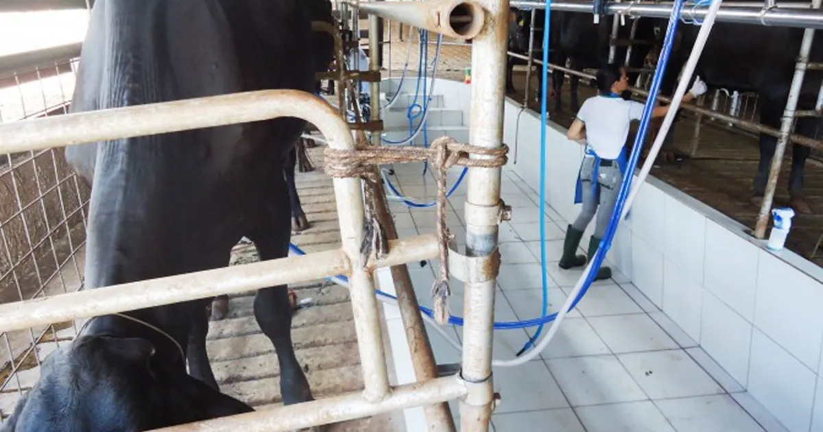 Proleite MS: governo aposta em melhoramento genético para dobrar produção leiteira até 2030
